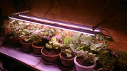 Системы светодиодного Фито освещения для растений