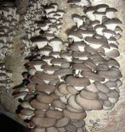 Мицелий вешенки,  сезон сажать грибы